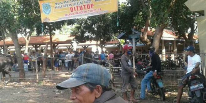 Antisipasi Penyebaran Covid-19 Pasar Hewan Wonoasih Ditutup Pemkot Probolinggo, Perkumpulan Pedagang Sapi Buka Pasar Hewan Swasta