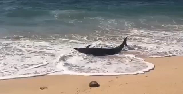 Seekor Lumba-lumba Terdampar di Pantai Nusa Dua dengan Perut Terluka