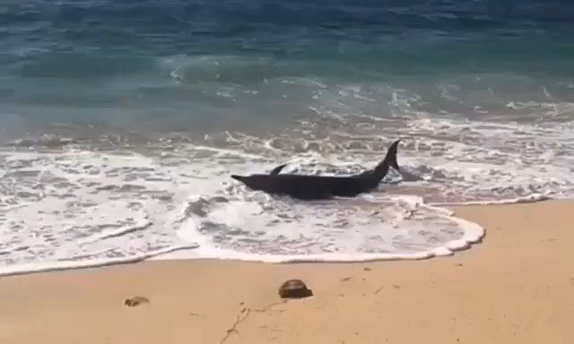 Seekor Lumba-lumba Terdampar di Pantai Nusa Dua dengan Perut Terluka