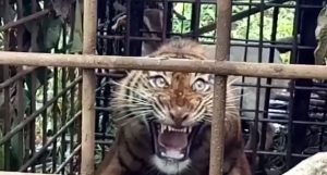Seekor Harimau Sumatera Muda Ditangkap Warga Solok Setelah Masuk Perangkap