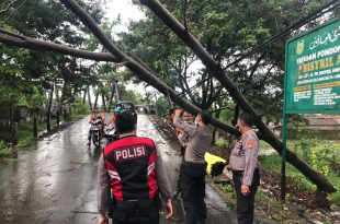 Gerak Cepat Polres Probolinggo Evakuasi Pohon Tumbang Hadang Jalan di Probolinggo