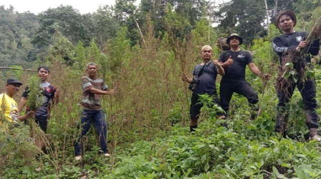 Lima Hektar Tanaman Ganja Siap Panen Dimusnahkan Polisi