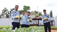 Varian Baru Sayur-Sayuran di Rutan Pelaihari Tumbuh Subur dan Dipanen 