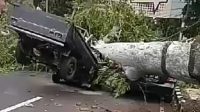 Hancur, Mobil Pick Up Tertimpa Pohon di Mataram