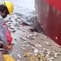 Viral, Ribuan Ikan Lompat Ke Daratan di Pelabuhan Marunda