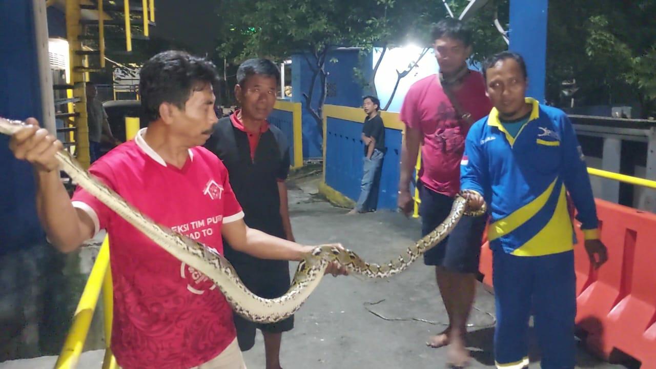 Ular Sanca Kembang Ukuran 2 Meter Lebih Bikin Heboh Warga di Kali Ancol