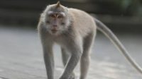 Kelaparan, Monyet Ekor Panjang Turun ke Pemukiman Warga Cari Makanan. (foto: istimewa)
