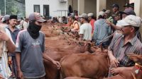 Banyak Dikandangkan, Harga Sapi di Pasar Hewan Kota Probolinggo Naik 25 Persen