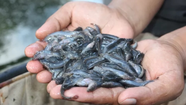 Budidaya Benih Ikan Lele, Omzet Rp30 Juta per Bulan. (foto: istimewa)