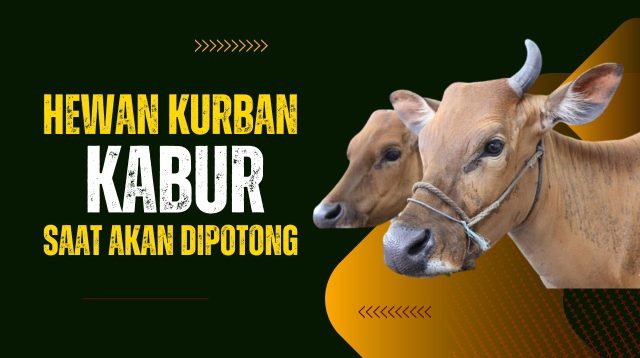 Hewan Kurban Kabur Saat Akan Dipotong, Butuh 1 Jam Untuk Menangkapnya Kembali