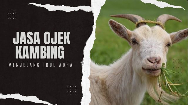 Jasa Ojek Kambing Ketiban Rezeki Jelang Idul Adha