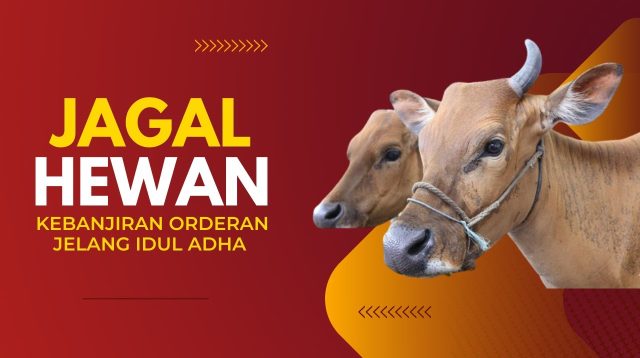 Momen Idul Adha, Jasa Jagal Hewan Kurban Kewalahan Potong 30 Ekor Sapi Sehari