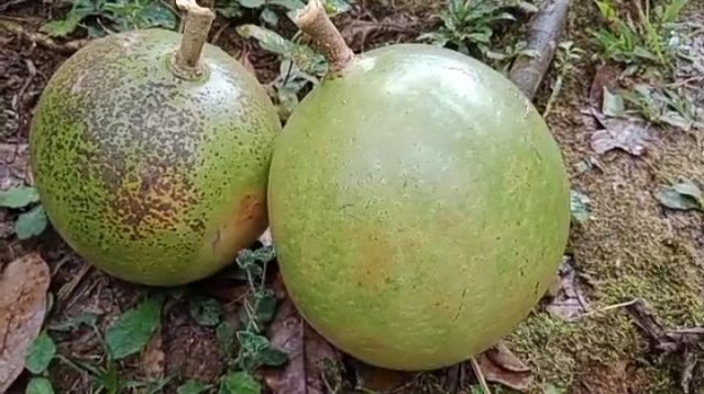 Cara Mengolah Buah Maja Jadi Minuman Sehat & Segar