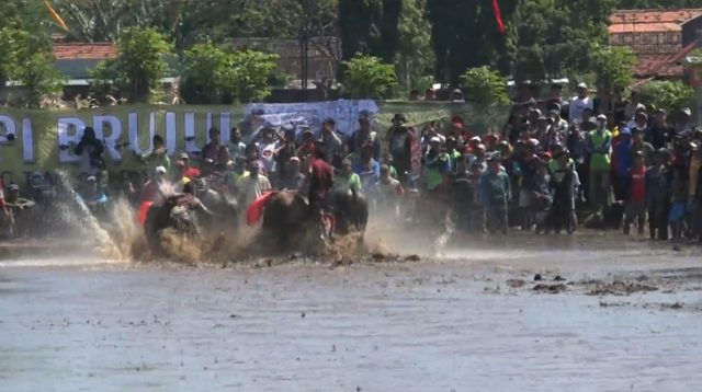 Tradisi Kerapan Sapi Pembajak Sawah di Probolinggo Digelar