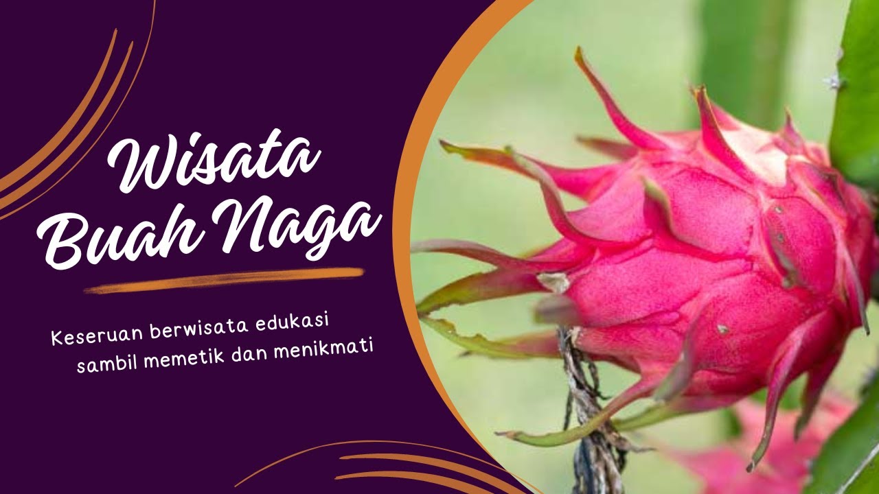 Sensasi Wisata Edukasi Kebun Buah Naga, Petik dan Makan Langsung dari Pohon