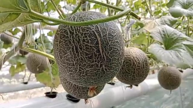 BUMDES Sukses Budidaya Melon Sistem Greenhouse, Panen 3 Kali Setahun
