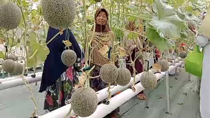 Agro Wisata Petik Melon Milik BUMDES Urip Gawe Makmur 