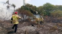Musim Kemarau di Ibu Kota, Kebakaran Alang-alang di Pademangan Timur