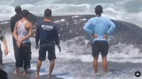 Terjerat Jaring Nelayan, Hiu Tutul Seberat 600 Kg Mati di Pantai Jatimalang 
