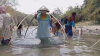 Tradisi Gebyug, Emak-emak Berburu Ikan di Sungai yang Dangkal di Musim Kemarau  
