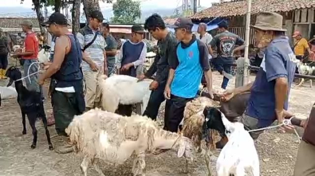 Rumput Langka Akibat Musim Kemarau, Harga Kambing Turun Hingga Rp300 Ribu 