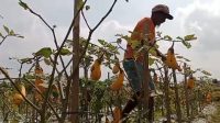 Petani Terong dan Ubi Jalar Gagal Paneng Akibat Musim Kemarau Panjang  