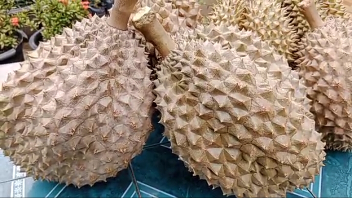 Durian Bhineka Bawor, Durian Jumbo Seberat 12 Kg
