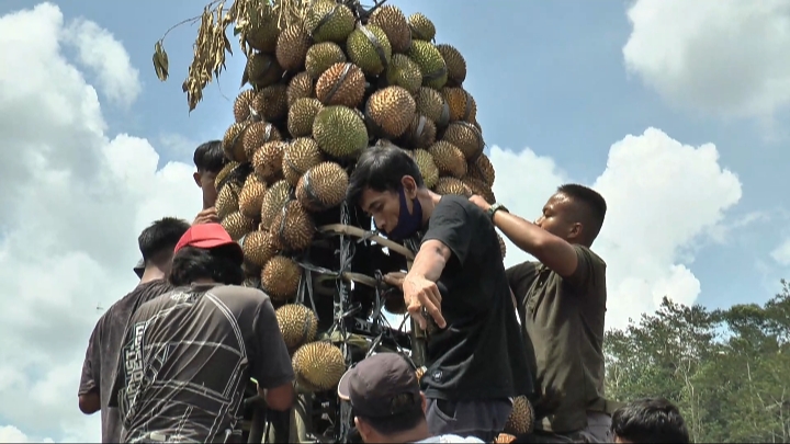 Festival Durian Lokal, 5 Gunung Durian Diserbu Warga