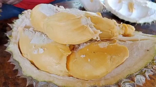 Ini Penyebab Rasa Khas Durian Binangun Tak Ada Tandingannya