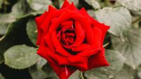 Pasutri Budidaya Bunga Mawar Merah, Omzet Rp9 Juta Perbulan. (foto: pexels.com)
