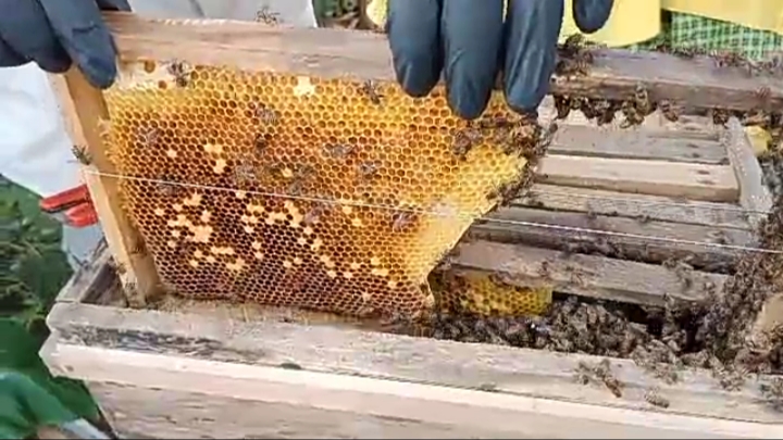 Taman Pendidikan Al-Qur'an Wisata Penangkaran Lebah Madu