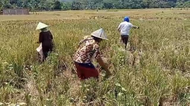 Beras Mahal, Wargs Mengais Gabah Sisa Panen Untuk Dimakan 