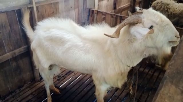 Peternak Hewan Kurban Kambing dan Domba Kewalahan Layani Order, Harga Naik Rp500 Ribu