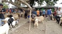 Begini Kesibukan Salon Kambing di Pasar Hewan Jelang Idul Adha 1445H