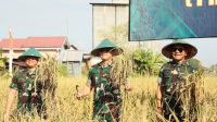 Danlantamal VI Hadiri Panen Raya Demplot Padi Sinar Mentari Kodam XIV/Hsn
